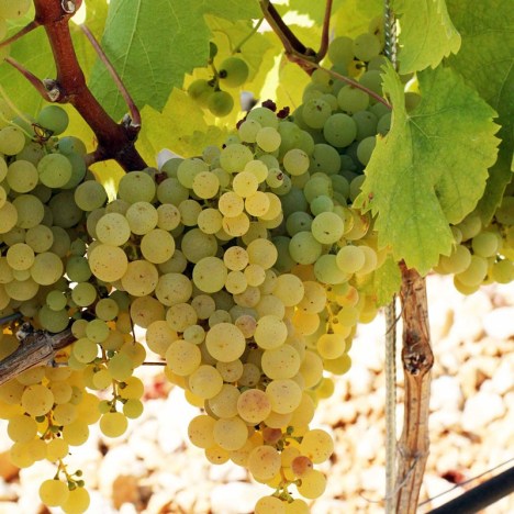 38. Wigwam-Autohtona vinova loza - Žilavka