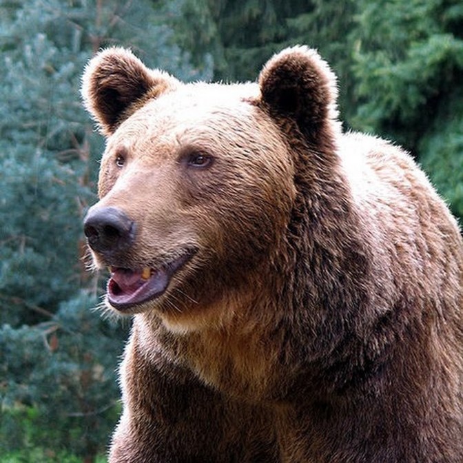 86. Ursus arktos - bosniensis...