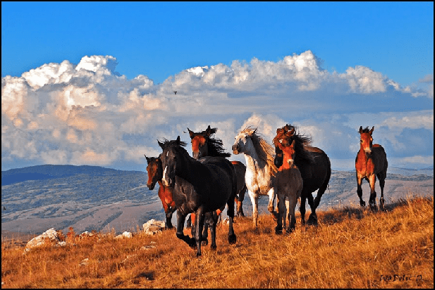 Divlji konji na Cincaru iznad Livna