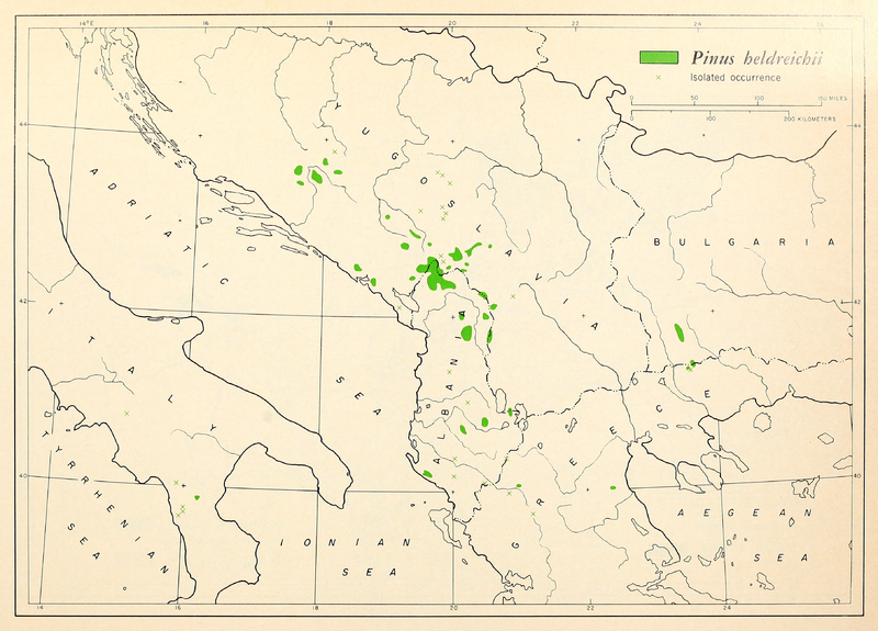 cl-28_pinus_heldreichii_range_map