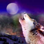 Velika bosanskohercegovačka botanička cesta – kroz šume bosanskog bora