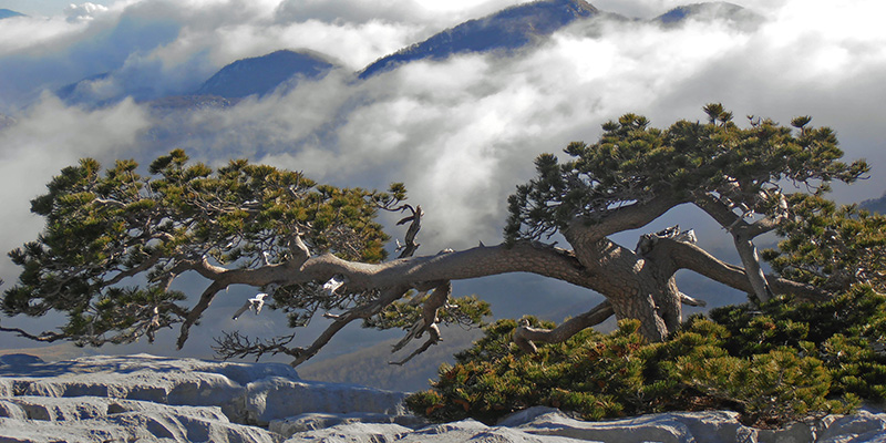 munika-simbol-orjena-subrini-platoi