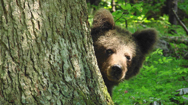 Medvjed Ursus arctos - bosniensis